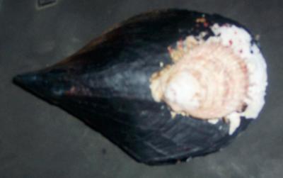 spondylus