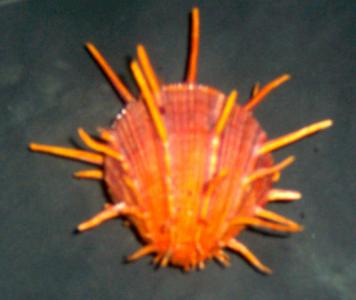 spondylus