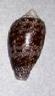 conus abbas