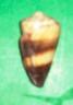 conus miles