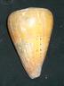 conus bitulinus