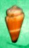 conus flavidus