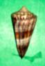 conus generalis