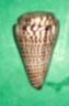 conus litteratus