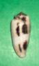 conus magus