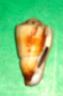 conus magus