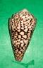 conus marmureus