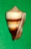 conus miles