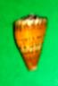 conus mustelinus