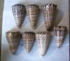 conus litteratus