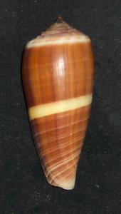 Radiatus-4