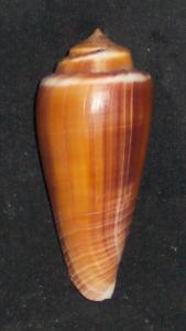 Radiatus-5