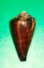 conus vexillum
