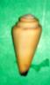 conus virgo