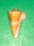 voluminales