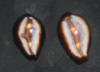 Cyp. Onyx