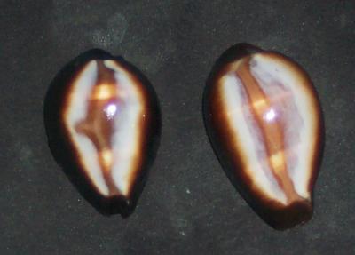Cyp. Onyx