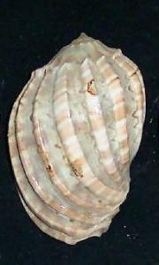 harpa  articularis-3