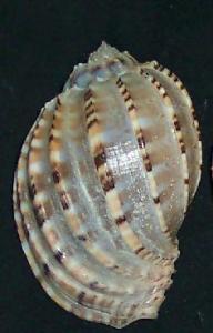 harpa  articularis-4